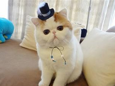 1457505578863521.png 异国短毛猫111.png