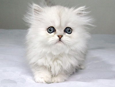 1483940033647874.jpg 波斯猫1.jpg